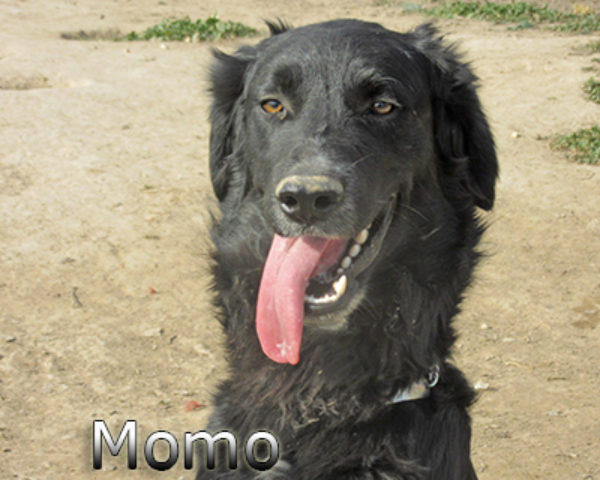 Momo-(1)web