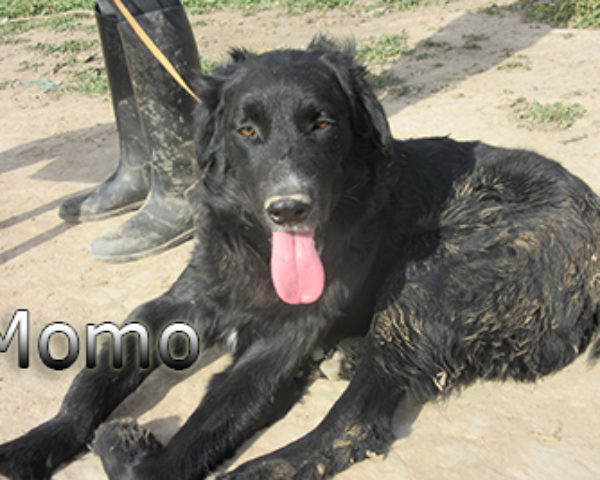 Momo-(5)web