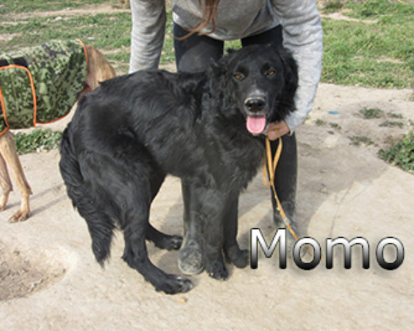 Momo-(8)web