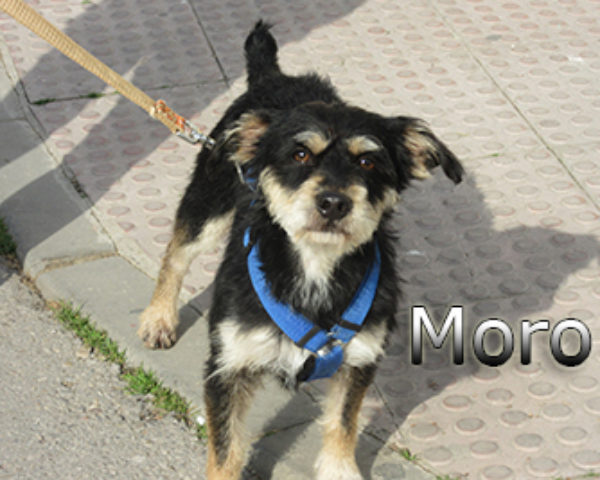 Moro-(2)web
