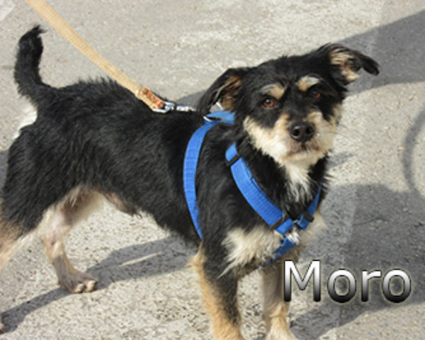 Moro-(3)web