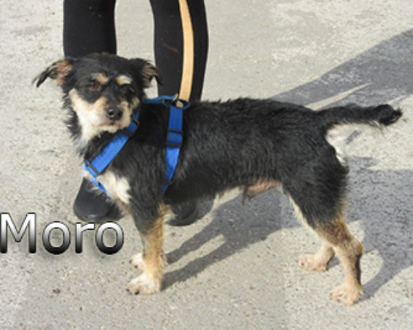 Moro-(4)web