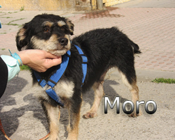 Moro-(6)web