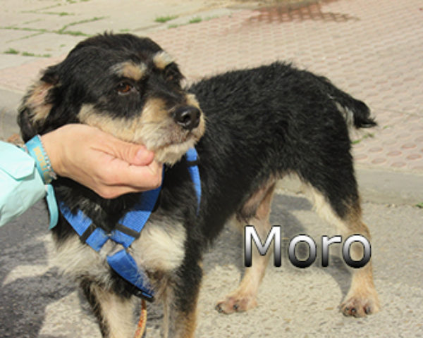 Moro-(7)web