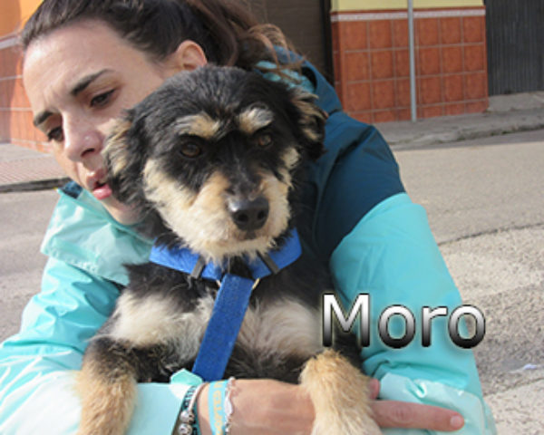 Moro-(8)web