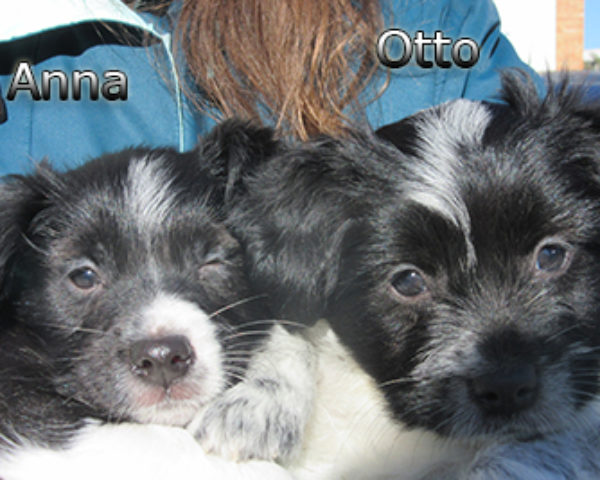 Otto-(1)web