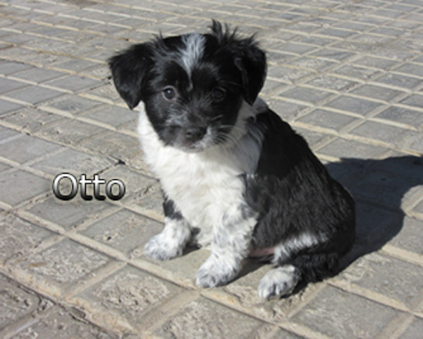 Otto-(2)web