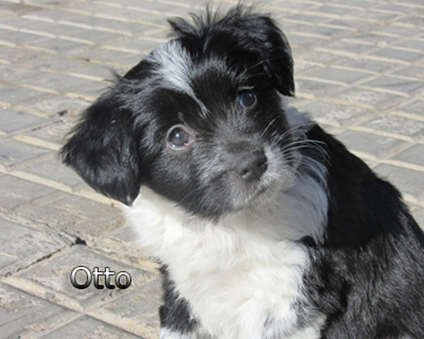 Otto-(3)web