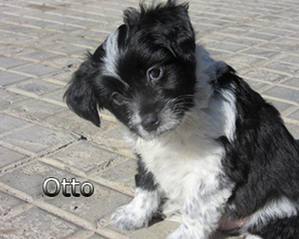 Otto-(4)web