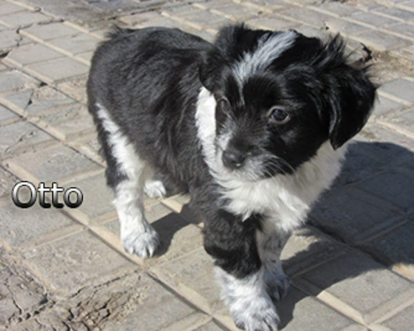 Otto-(5)web