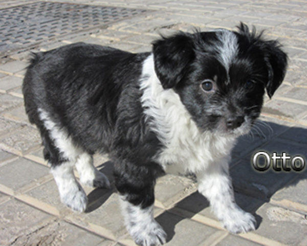 Otto-(6)web