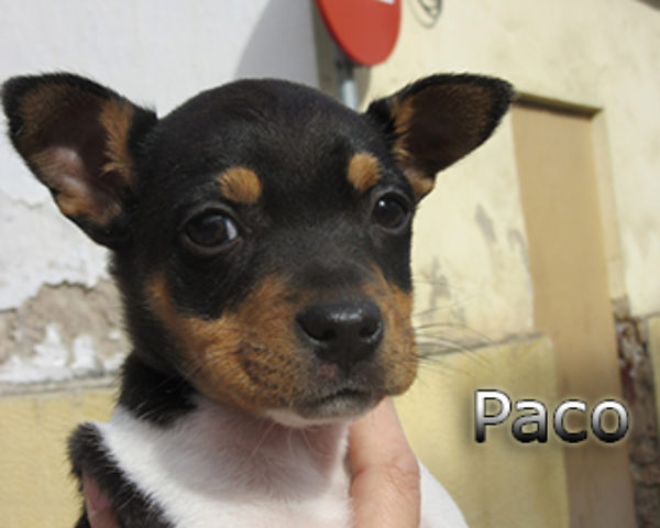Paco-(8)web
