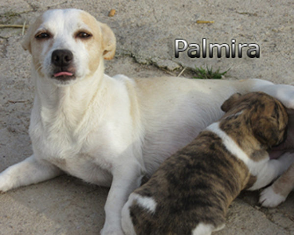 Palmira-(3)web