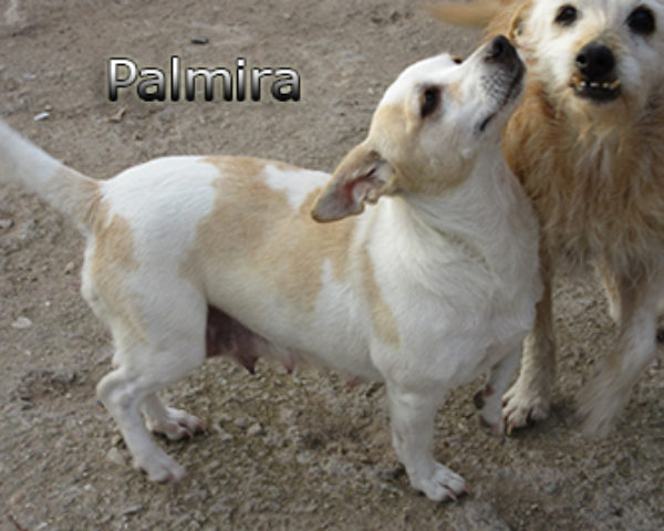 Palmira-(4)web