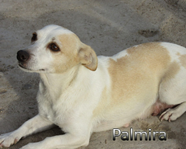 Palmira-(5)web