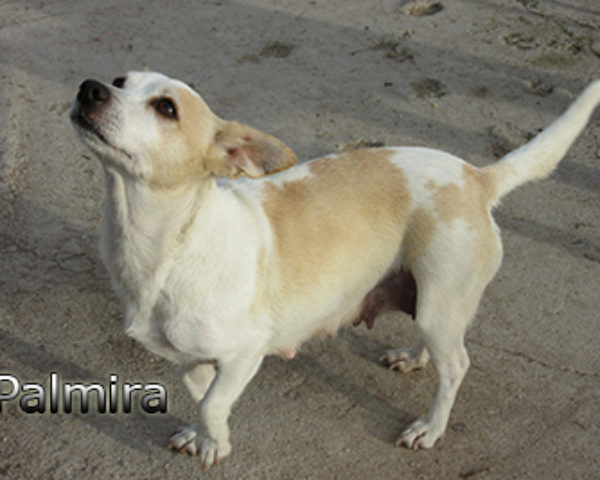 Palmira-(6)web