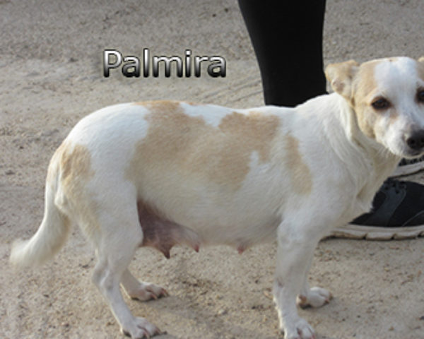 Palmira-(9)web