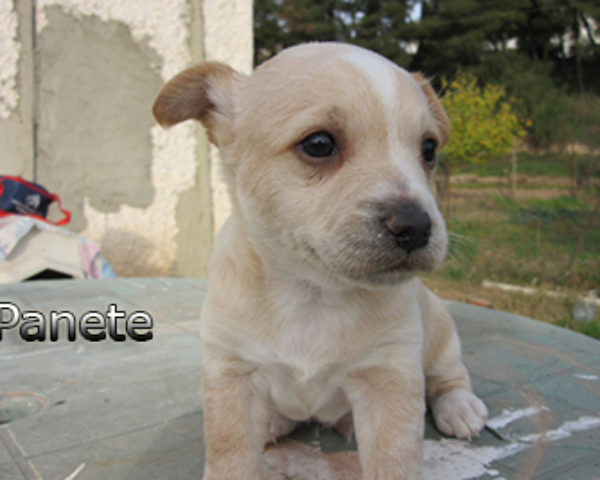 Panete-(1)web