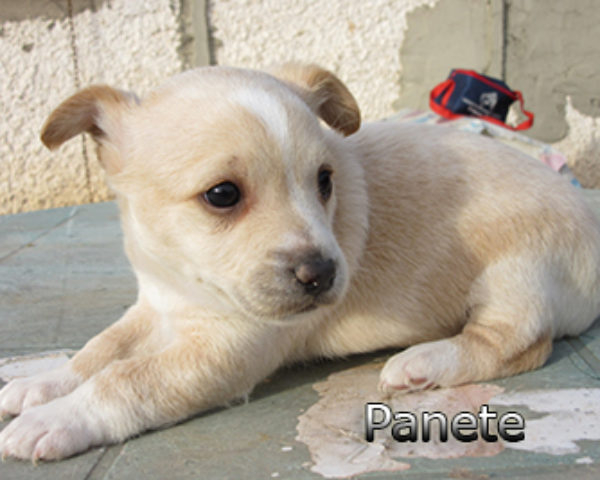 Panete-(2)web
