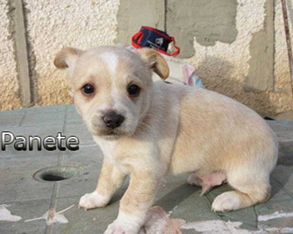 Panete-(3)web