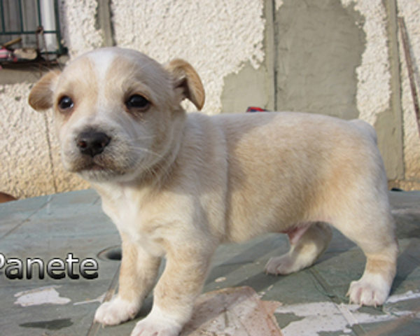 Panete-(5)web