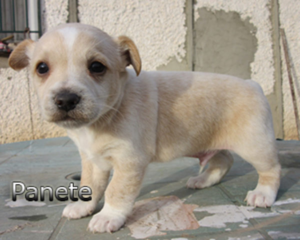 Panete-(7)web