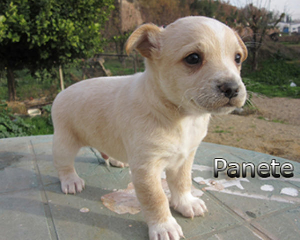 Panete-(8)web