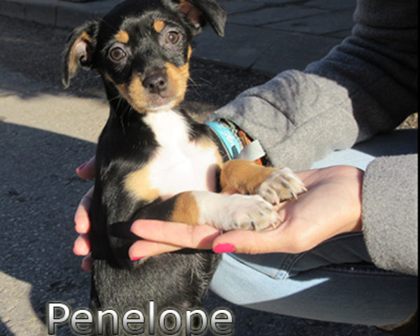 Penelope-(1)web
