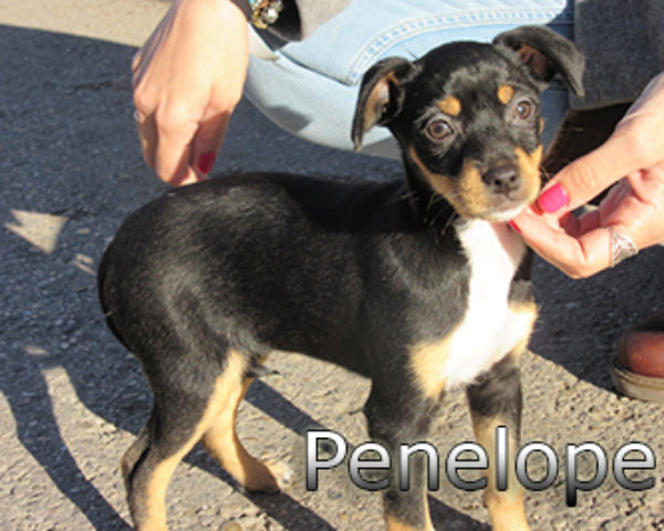 Penelope-(2)web