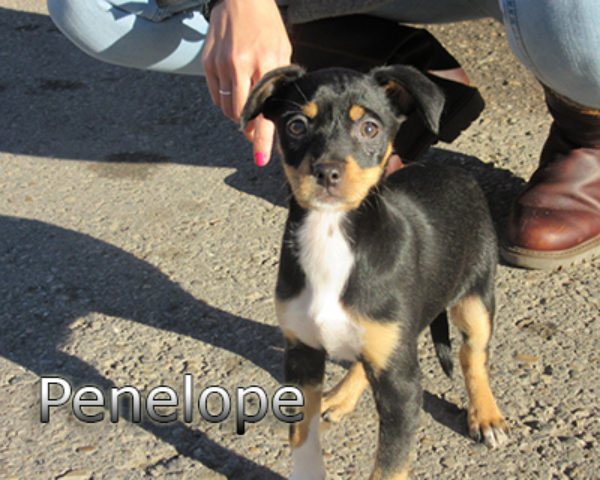 Penelope-(3)web