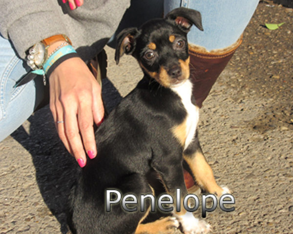 Penelope-(4)web