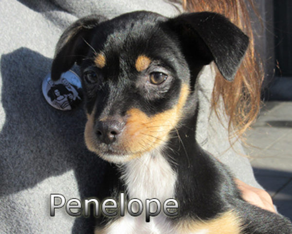 Penelope-(6)web