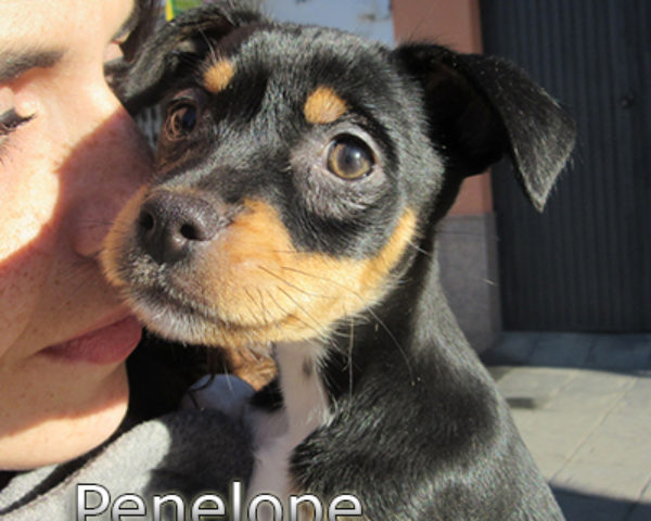Penelope-(7)web