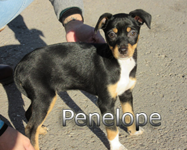 Penelope-(8)web