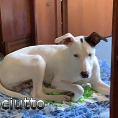 Prosciutto_Update_07072019-(1)web