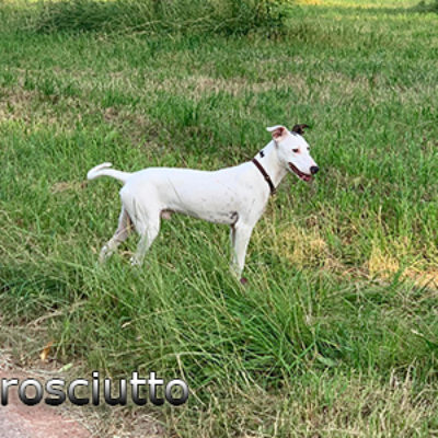 Prosciutto_Update_07072019-(2)web