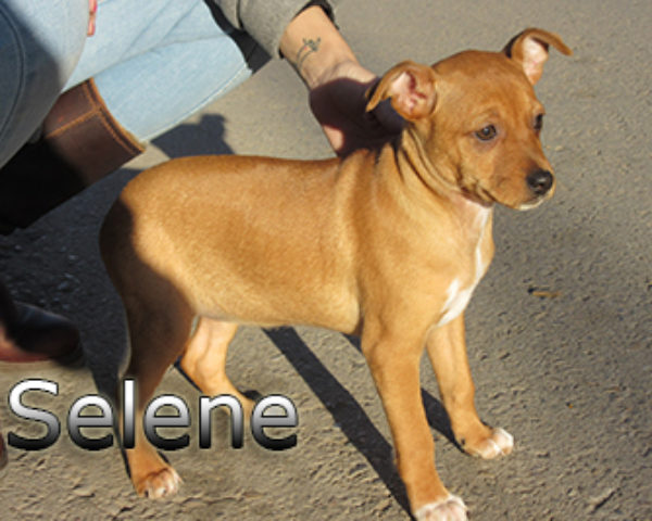 Selene-(10)web