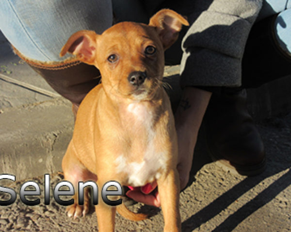 Selene-(11)web