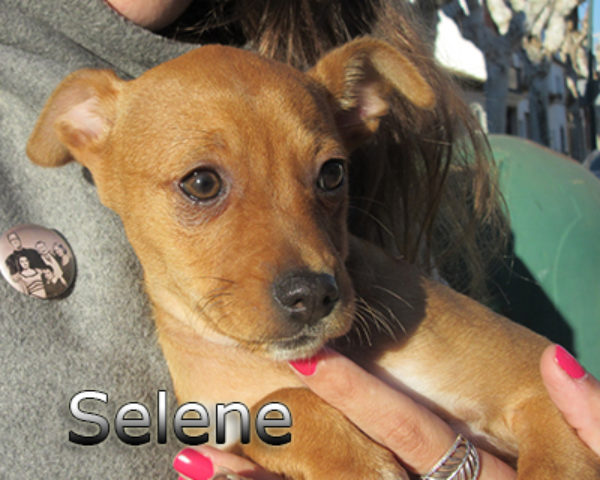Selene-(1)web
