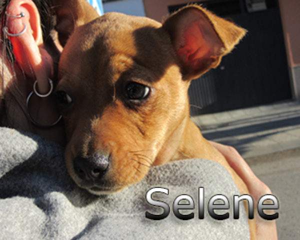 Selene-(2)web