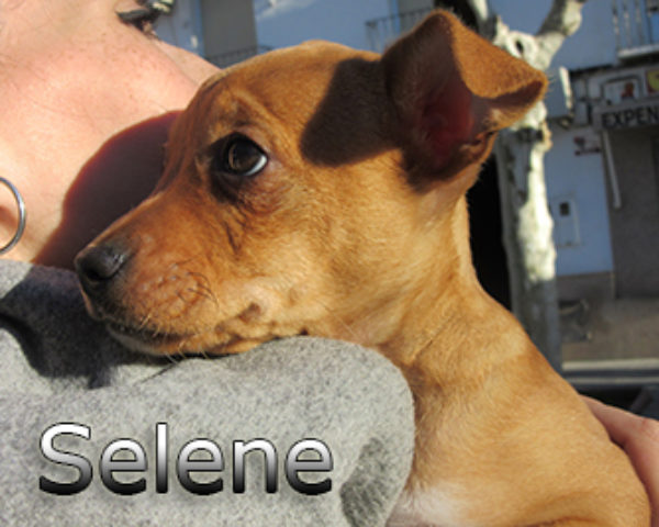 Selene-(3)web
