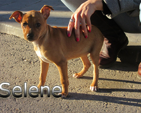 Selene-(7)web