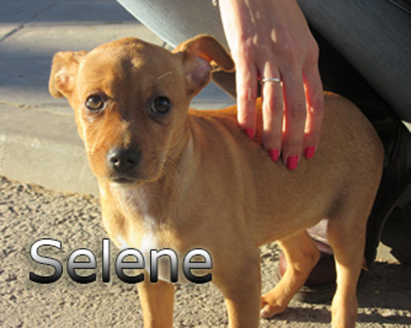 Selene-(8)web