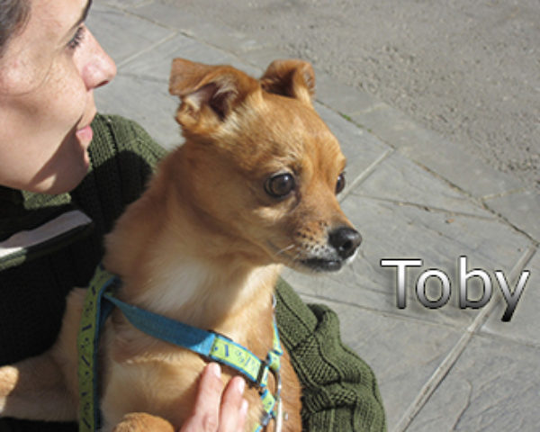 Toby-(3)web