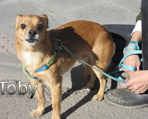 Toby-(6)web