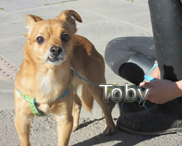 Toby-(8)web