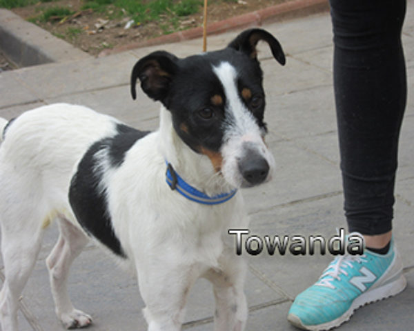 Towanda-(10)web