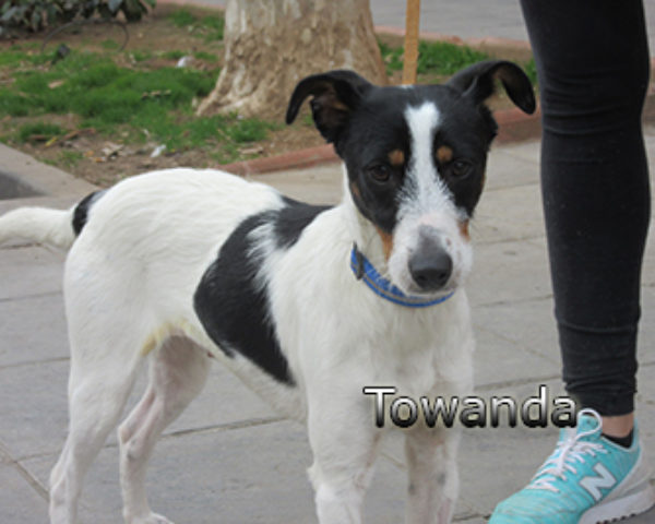 Towanda-(9)web