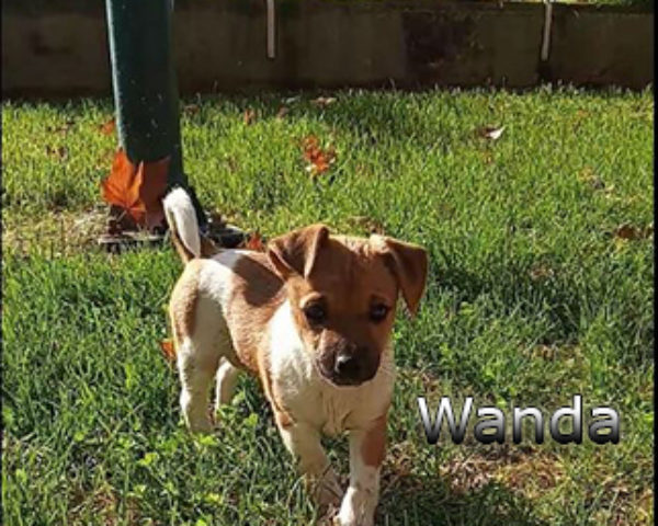 Wanda-(1)web