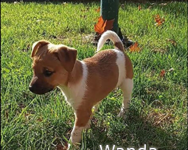 Wanda-(2)web